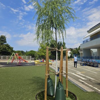 Postavljanje vreća za dozirano zalijevanje stabala