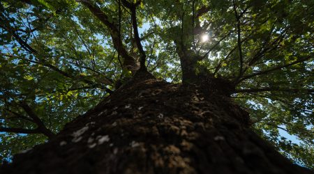 Kostrenski hrast u finalu za Hrvatsko stablo 2025. godine