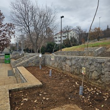 Udruga ACT Hrvatska i KD Kostrena posadili sadnice pistacije ispred OŠ Kostrena