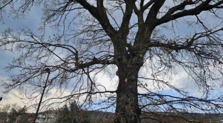 Vrijeme je gniježđenja ptica