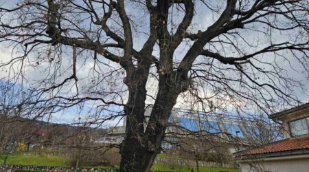 Vrijeme je gniježđenja ptica