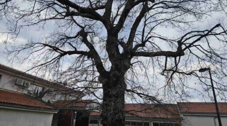 Vrijeme je gniježđenja ptica