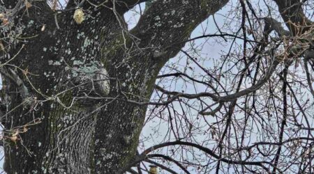 Vrijeme je gniježđenja ptica