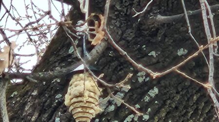 Vrijeme je gniježđenja ptica