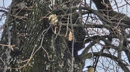 Vrijeme je gniježđenja ptica